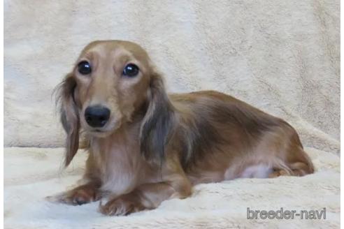 販売中のミニチュアダックスフンド(ロングヘアード)の親犬